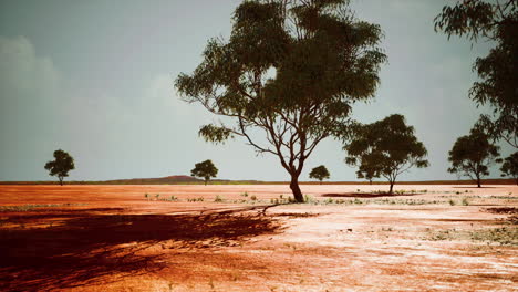 Trockene-Afrikanische-Savanne-Mit-Bäumen